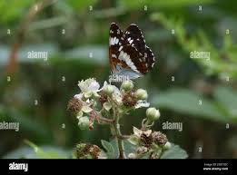 Attēlu rezultāti vaicājumam “Limenitis camilla underside”