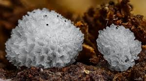 Attēlu rezultāti vaicājumam “Ceratiomyxa fruticulosa macro”