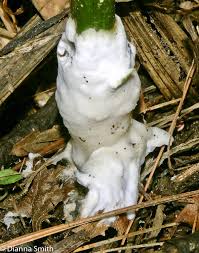 Attēlu rezultāti vaicājumam “Sebacina incrustans”