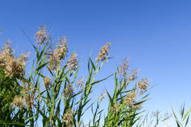 Attēlu rezultāti vaicājumam “Phragmites communis fruit”