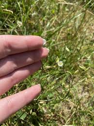 Attēlu rezultāti vaicājumam “Cerastium holosteoides”