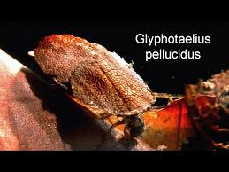 Attēlu rezultāti vaicājumam “Glyphotaelius pellucidus”