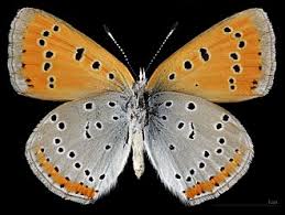 Attēlu rezultāti vaicājumam “Lycaena dispar”