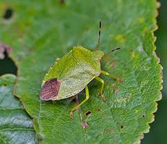 Attēlu rezultāti vaicājumam “Palomena prasina nymph”
