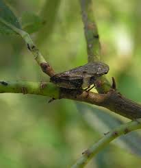 Attēlu rezultāti vaicājumam “Aphrophora nymph”