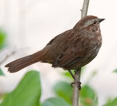 Image result for Melospiza melodia