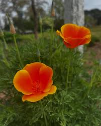 Attēlu rezultāti vaicājumam “Eschscholzia californica flower”