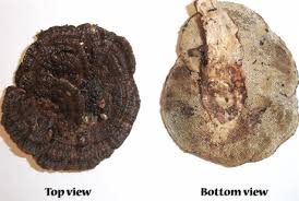 Attēlu rezultāti vaicājumam “Daedaleopsis confragosa”