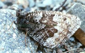 Attēlu rezultāti vaicājumam “Oeneis jutta underside”