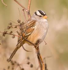 Image result for Zonotrichia leucophrys