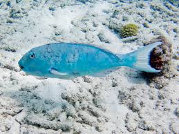 Image result for Sparisoma rubripinne