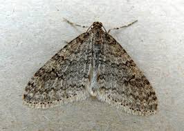 Attēlu rezultāti vaicājumam “Trichopteryx carpinata”