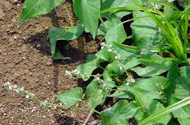 Attēlu rezultāti vaicājumam “Fallopia convolvulus leaf”