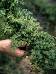 Attēlu rezultāti vaicājumam “Lignydium muscorum young”