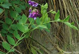 Attēlu rezultāti vaicājumam “Lathyrus japonicus subsp. maritimus flower”