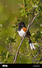 Image result for Pipilo erythrophthalmus