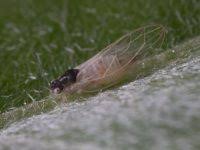 Attēlu rezultāti vaicājumam “Trioza dispar nymph”