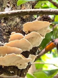 Attēlu rezultāti vaicājumam “Oxyporus”