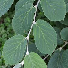 Attēlu rezultāti vaicājumam “Hamamelis japonica”