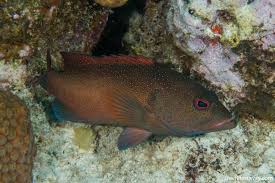 Image result for Cephalopholis fulva