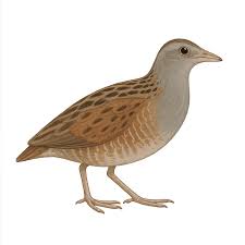 Attēlu rezultāti vaicājumam “Crex crex eggs”