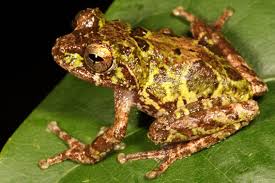 Attēlu rezultāti vaicājumam “Junghuhnia pseudozilingiana”