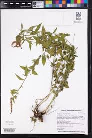 Attēlu rezultāti vaicājumam “Phleum phleoides fruit”