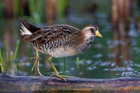 Image result for Porzana carolina