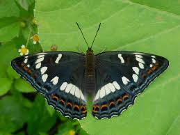 Attēlu rezultāti vaicājumam “Limenitis populi”