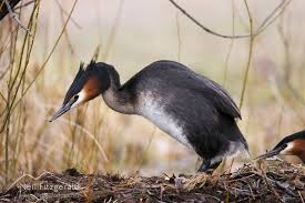 Attēlu rezultāti vaicājumam “Podiceps cristatus adult”