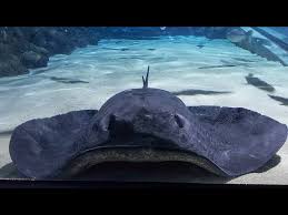 Image result for Bathytoshia brevicaudata