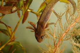 Attēlu rezultāti vaicājumam “Triturus vulgaris”