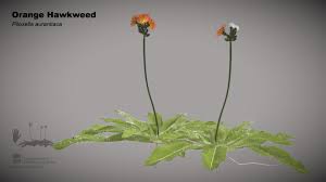 Attēlu rezultāti vaicājumam “Pilosella aurantiaca”