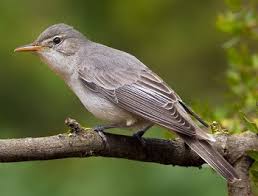 Image result for Hippolais olivetorum