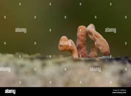 Attēlu rezultāti vaicājumam “Macrotyphula fistulosa var. contorta”