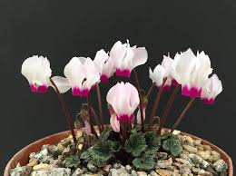 Image result for Cyclamen persicum