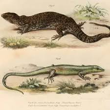 Risultati immagini per dasia smaragdina