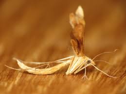 Attēlu rezultāti vaicājumam “Gillmeria pallidactyla”