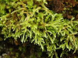 Attēlu rezultāti vaicājumam “Brachythecium”