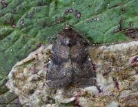 Attēlu rezultāti vaicājumam “Rusina ferruginea female”