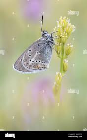 Attēlu rezultāti vaicājumam “Eumedonia eumedon underside”