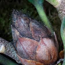 Attēlu rezultāti vaicājumam “Tilachlidium brachiatum”