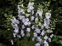 Image result for Delphinium consolida