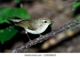 Attēlu rezultāti vaicājumam “Phylloscopus trochiloides”