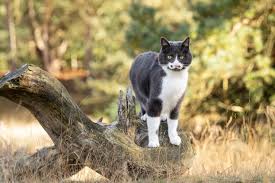 Afbeeldingsresultaat voor katten