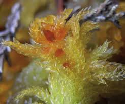 Attēlu rezultāti vaicājumam “Sphagnum tenellum”