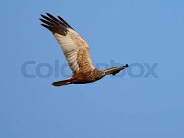 Attēlu rezultāti vaicājumam “Circus aeruginosus”