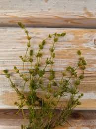 Attēlu rezultāti vaicājumam “Chara aspera”