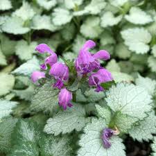 Attēlu rezultāti vaicājumam “Lamium maculatum flower”