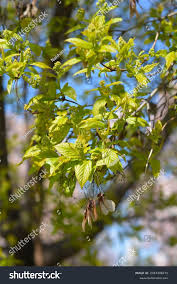 Attēlu rezultāti vaicājumam “Acer tataricum bud”